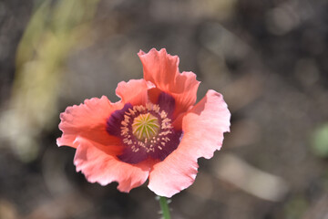 Looking into the Center of a Pink Poppy