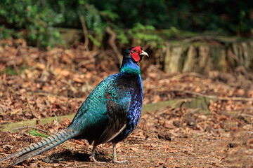 Fototapeta premium Iridescent Melanistic Mutant Pheasant.