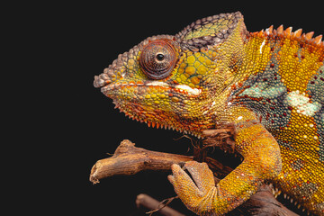 Chameleon close up