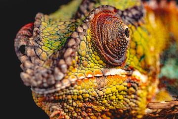 Chameleon close up © Matthew