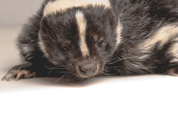 skunk close up