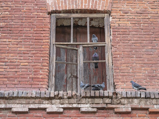 Group of pigeons sitting on window of old abandoned house