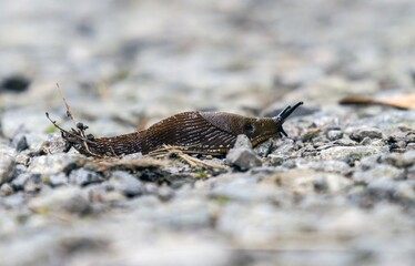 Arion fuscus, also known as the dusky arion