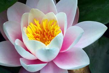 tender pink lotus flower close up. selective focus