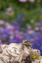Common lizard, , Zootoca vivipara, against diffuse background of wild flowers.