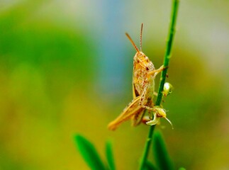 grasshopper on the grass