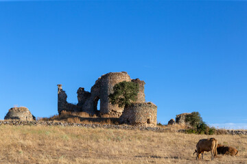Castillo en ruinas. Primera hora de la mañana. Vacas pastando. Castillo de Asmesnal, Alfaraz de Sayago, Zamora, España.