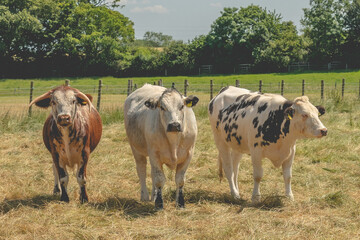 Cows in a field