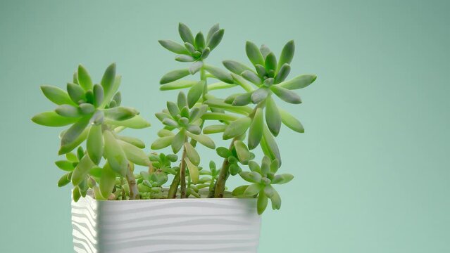 Incredible Graptosedum Francesco Baldi, succulent in a white square pot spinning on a blue endless background. Blue cyclorama. Copy space.
