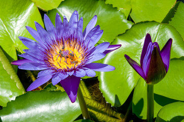 Bee and purple lotus. close up, background is a green lotus leaf.