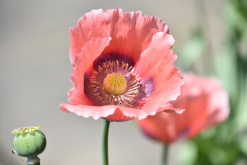 Pink Poppy Flower Blossom in the Summer