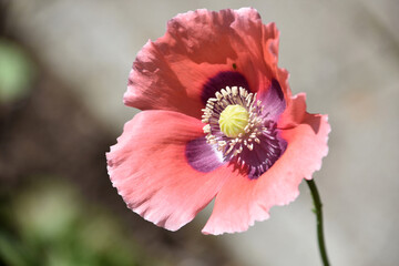 Fantastic Look into the Center of a Pale Pink Poppy