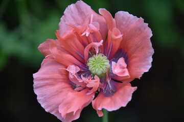 Pale Pink Poppy Stunningly Up Close with Lavender Throat