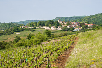 Fototapeta na wymiar Le vignoble de Côte-d'Or. Les vignes de Saint-Romain. Des vignes dans la campagne de Bourgogne. Des vignes et un village en France