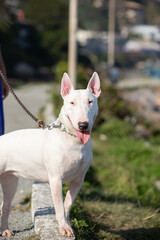 jack russell terrier dog