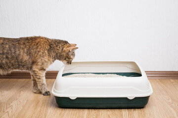 Domestic ginger cat looking at litter box. Hygiene for pets. - 515020727