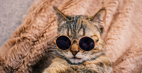 Beautiful cool cat in black sunglasses on the background of a plaid.