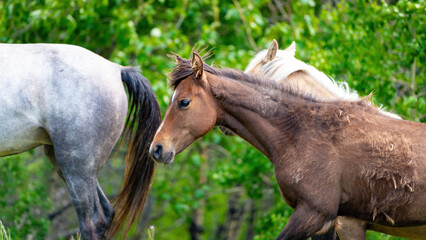 Obraz premium Several horses closeup with a colt