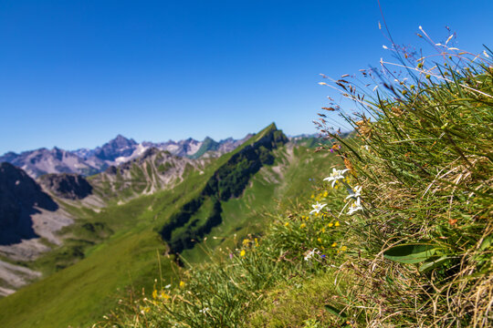 Edelweiss - Tannheimer Tal - Schochenspitze - Alpen - Berge