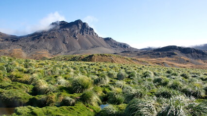 Field of tussock grass with canals running through it, and mountains rising up behind, at Jason Harbor on South Georgia Island