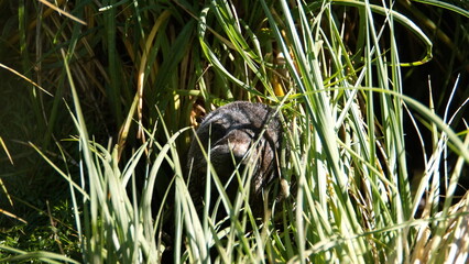 Antarctic fur seal (Arctocephalus gazella) pup in the tussock grass at Jason Harbor on South Georgia Island
