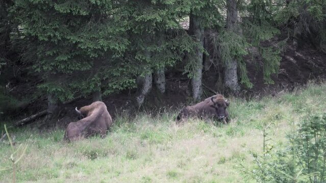 european bison, Wisent, Bos bonasus, grazing on meadow