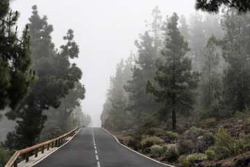 Fototapeta na wymiar Scenic road through the misty pine forest to Teide national park