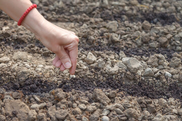 Female hand holds parsley seeds for sowing in prepared soil