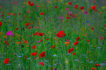 Poppy Garden 