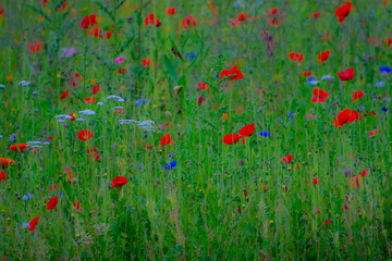 Poppy Garden 