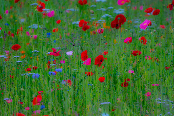 Fototapeta premium Poppy Garden 