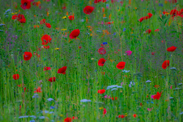 Obraz premium Poppy Garden 