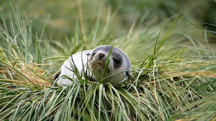 Antarctic fur seal (Arctocephalus gazella) pup in the tussock grass at Jason Harbor on South Georgia Island