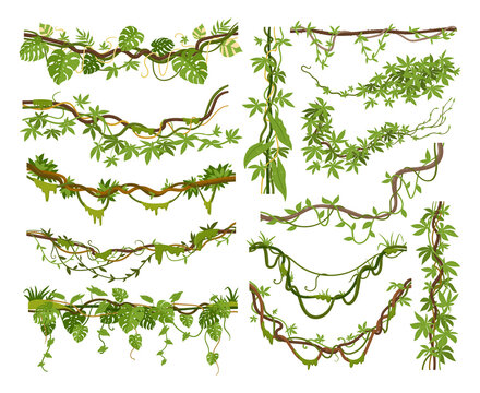 Cartoon jungle liana plants, tropical climbing creepers branches. Exotic plants with moss, flowers and jungle leaves vector illustrations set. Rainforest liana branch vines