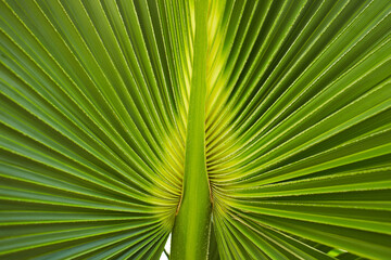 Green palm leaf of Talipot Palm (Corypha umbraculifera L.)