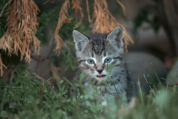 Kitten in yard grass outdoors, exploring as baby cat.