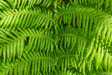 Fern leaves with beautiful pattern under bright light in summer in a mountain forest