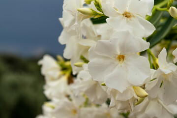 Fototapeta na wymiar Adelfa blanca en flor y sépalos, nerium