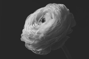 Ranunculus in black and white