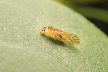 small Psocoptera on a leaf