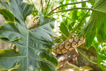 Tree Philodendron, Philodendron bipinnatifidum notabile in Dublin, Ireland. © Irene Fox