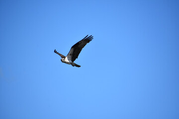 Fototapeta premium Amazing Osprey Flying in a Blue Sky