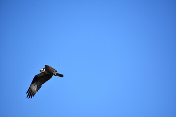 Fototapeta premium Osprey with Feathers Spread in Flight Against a Blue Sky