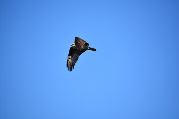 Flying Osprey Bird on a Summer Day