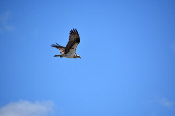 Fototapeta na wymiar Fantastic Osprey Flying Through the Summer Skies