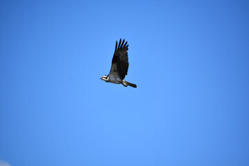 Striking Osprey Bird with Wings Spread in Flight