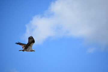 Stunning Markings on the Wings of an Osprey
