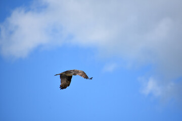 Osprey in Flight with Feathers Spread on Wings