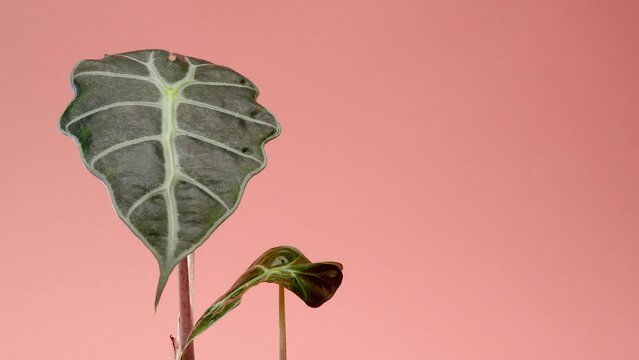 The man puts the vase on the table. Incredible Alocasia Polly, Alocasia bambini, flower in a white round pot on a pink borderless background. Pink cyclorama. Copy space.