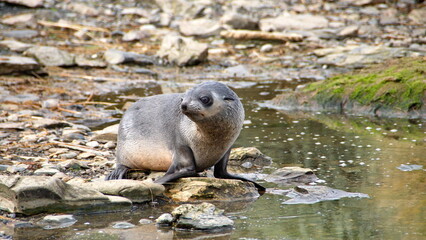 Antarctic fur seal (Arctocephalus gazella) pup by a lake at Jason Harbor on South Georgia Island